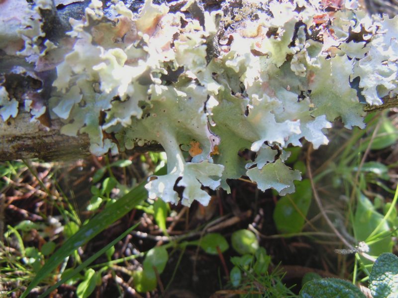 tra le dune di Porto Liscia ( Santa Teresa Gallura)